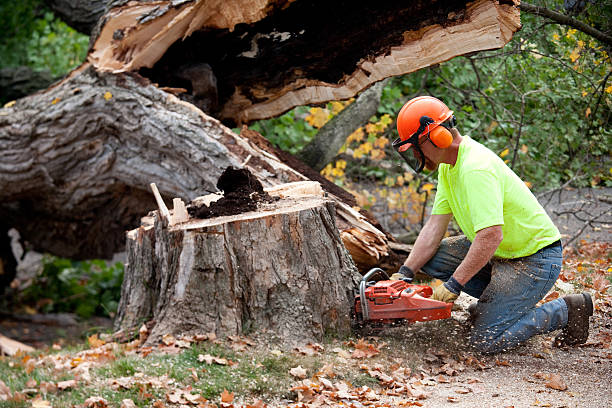 Best Arborist Consultation Services  in Jeannette, PA