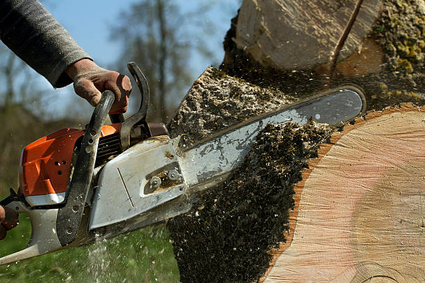 How Our Tree Care Process Works  in  Jeannette, PA